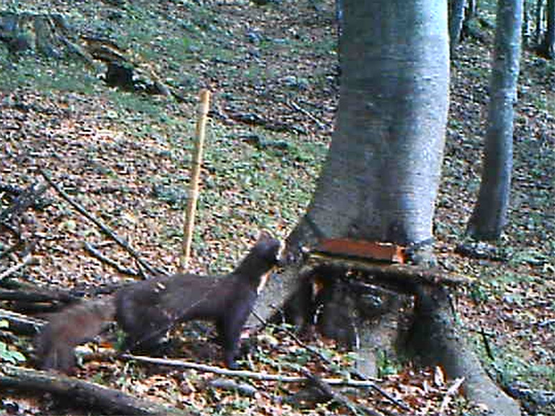 Pine marter photographed with a hunting camera