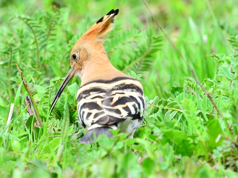 Hoopoe (Upupa epops), looking for insects in the Arvello plain