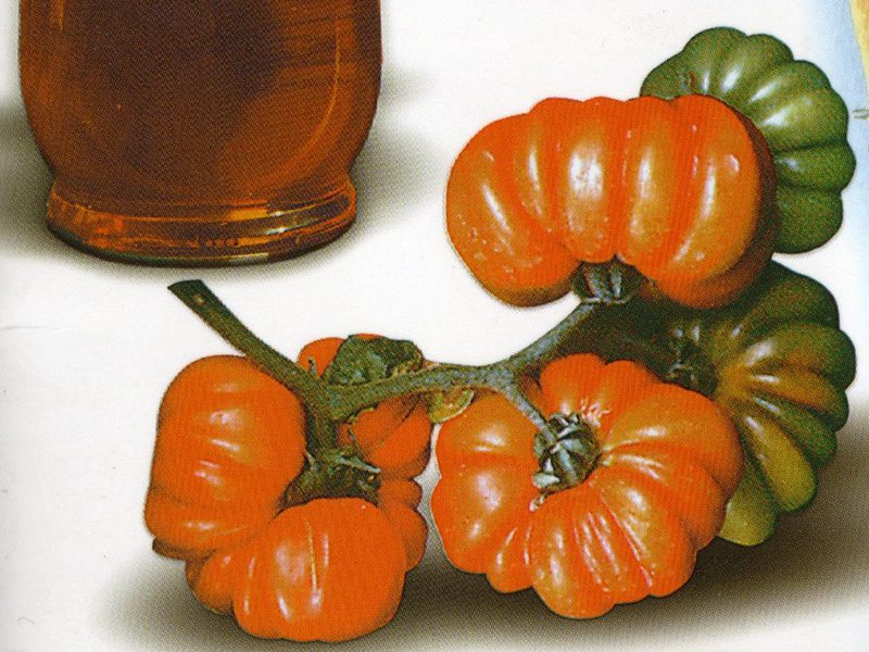 Pisanello und Canestrino Tomaten