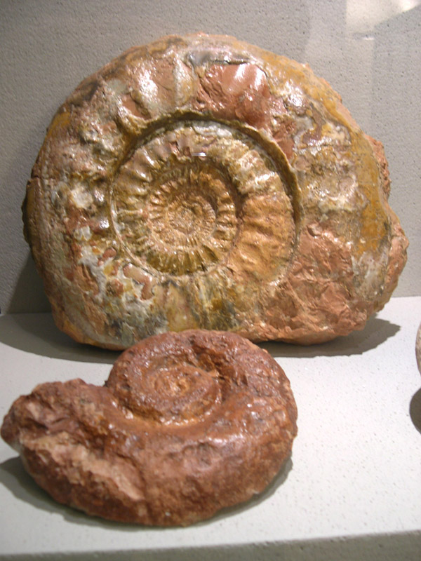 Fossil's Museum
