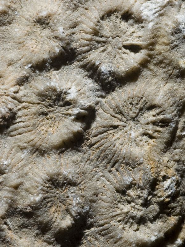 Coralli fossili 
