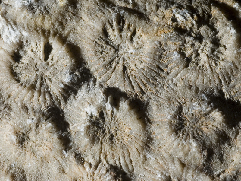 Die fossilen Korallen von Ponte Prina