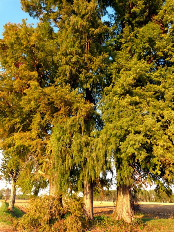 Swamp bald cypresses