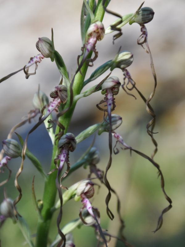 orchidea (Himantoglossum adriaticum)