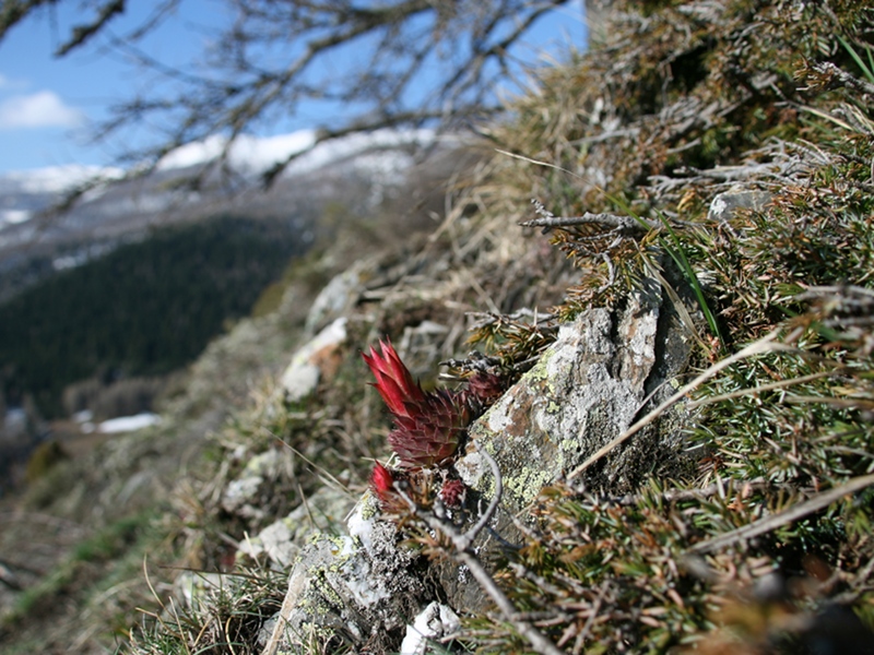 Primavera sulle Alpi Liguri