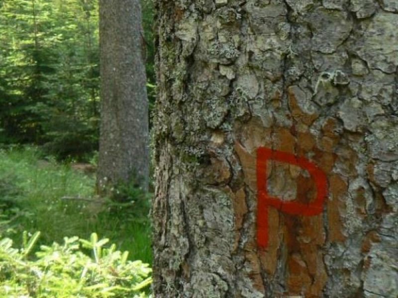 La “P” rossa indica che l’albero ospita cavità di nidificazione realizzate dai Picchi e per tale ragione non va tagliato.