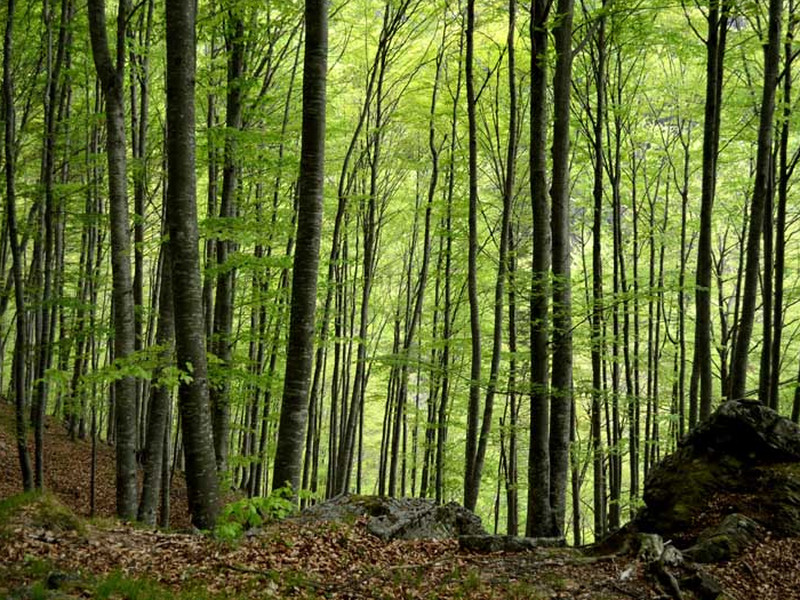 Beech forest in Val Vescovà