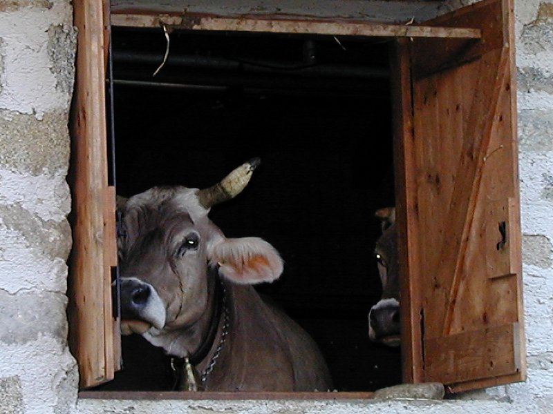 Vache de la race Rendena à la fenêtre