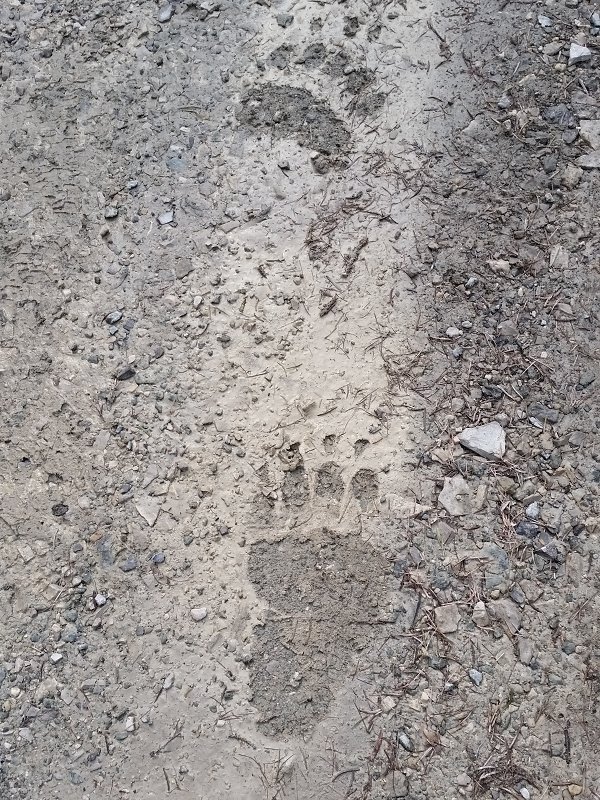 Impronte di orso