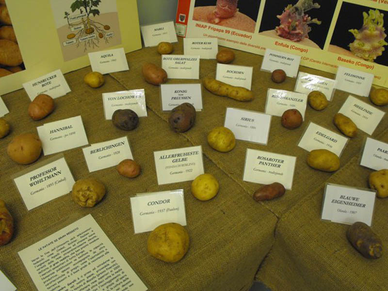 mostra patate dal mondo