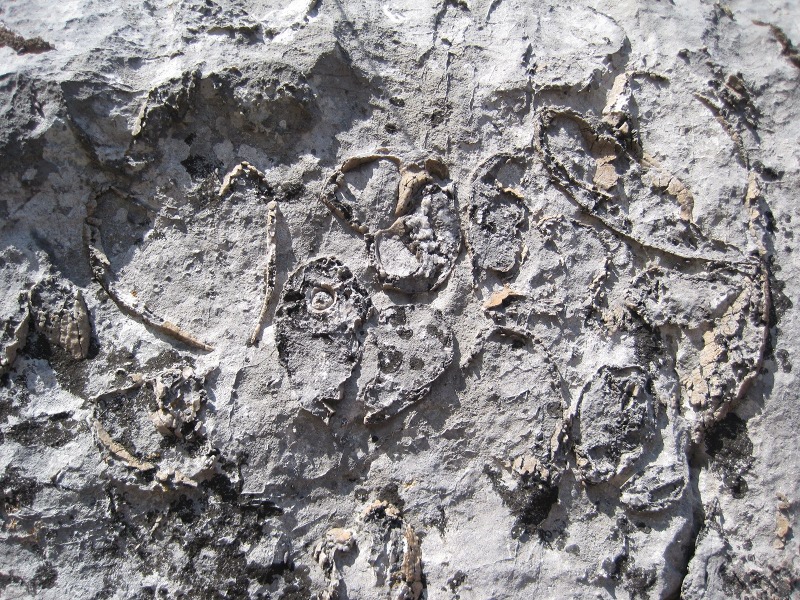 I fossili di Conchodon