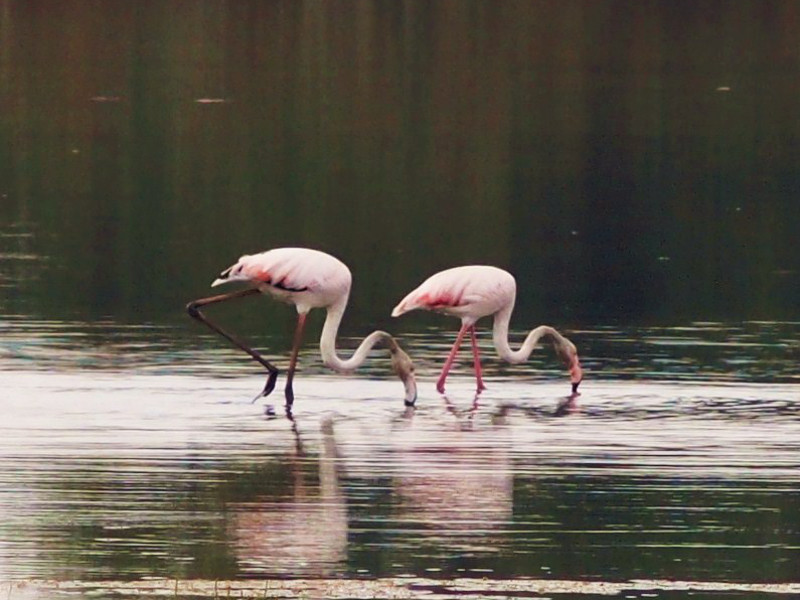 Pink flamingos eating at the Valle Cavanata Nature Reserve