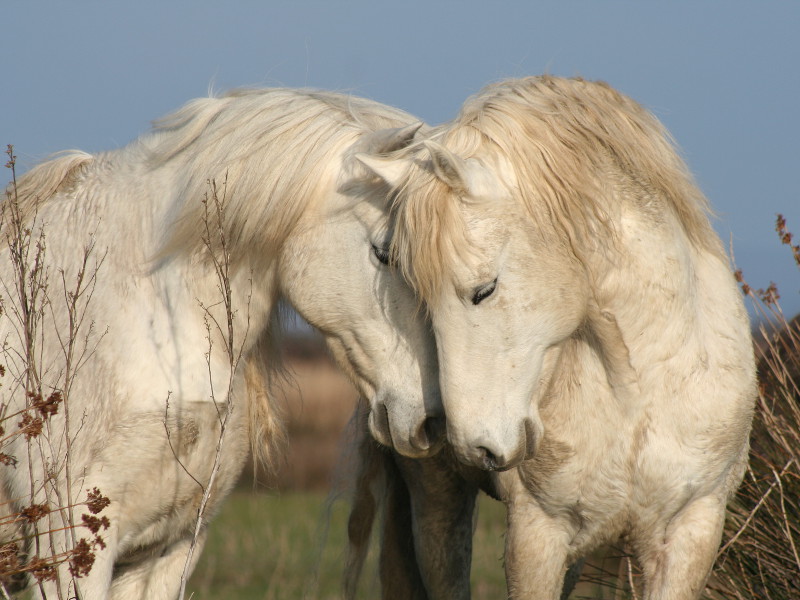 Horses in the protected area