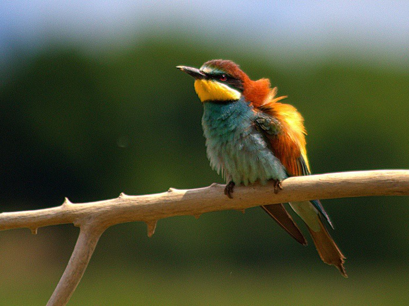 Euroepan bee-eater