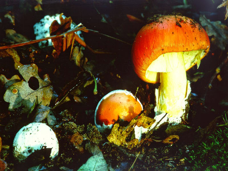 Caesar's mushroom