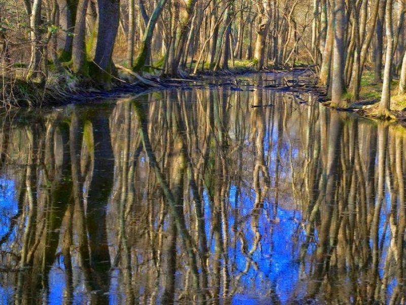 Wetlands, reflections