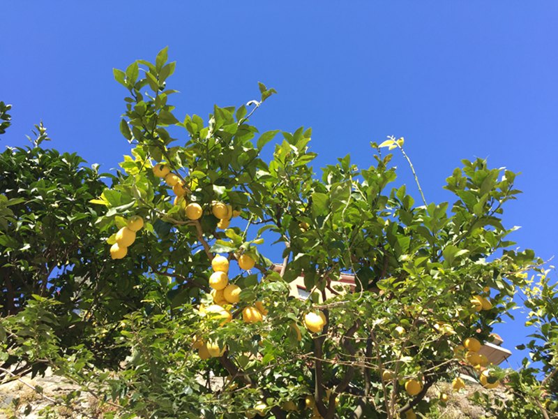 Festa dei Limoni a Monterosso