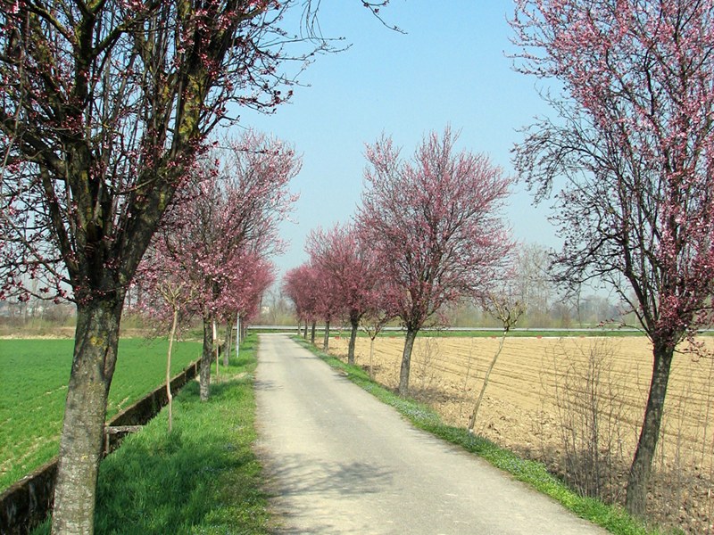 Little road in Rudiano