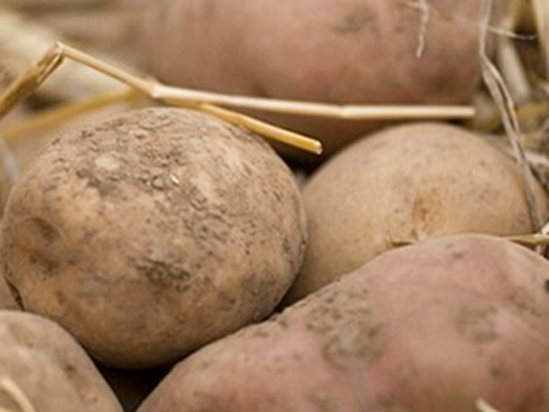 Potatoes of Rovetta