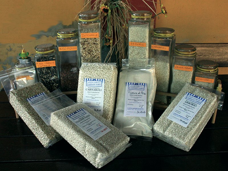 Balilla Rice Variety