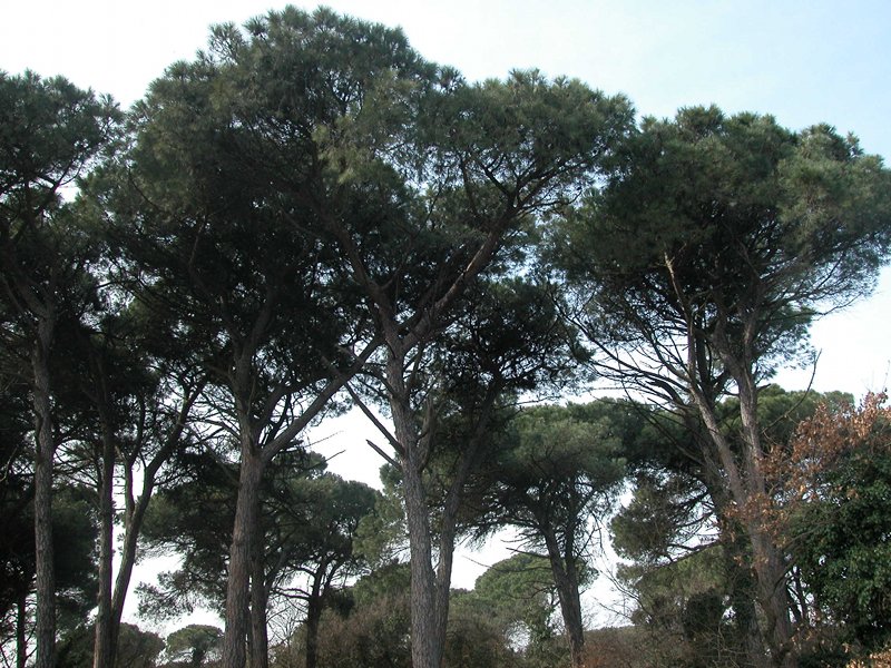 Pine forest of San Vitale and Pialassa