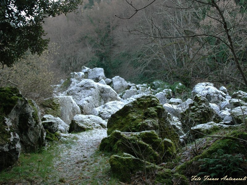 Monumento Naturale Bosco del Sasseto