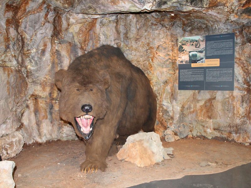 Cave bear