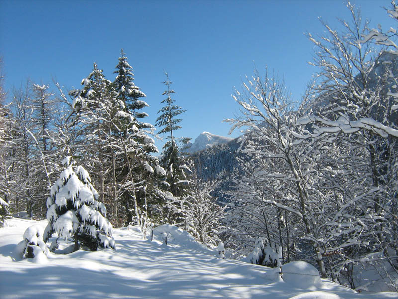 Monte Penna_foresta del monte Penna