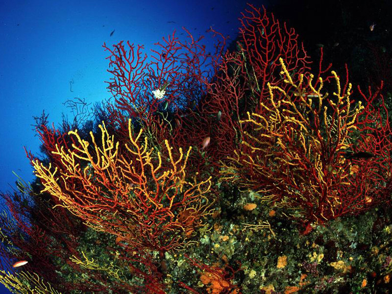 Sea bottom: mixed soft corals