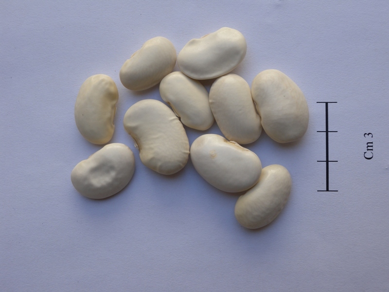 Ciavattone Bean (Phaseolus coccineus L.)