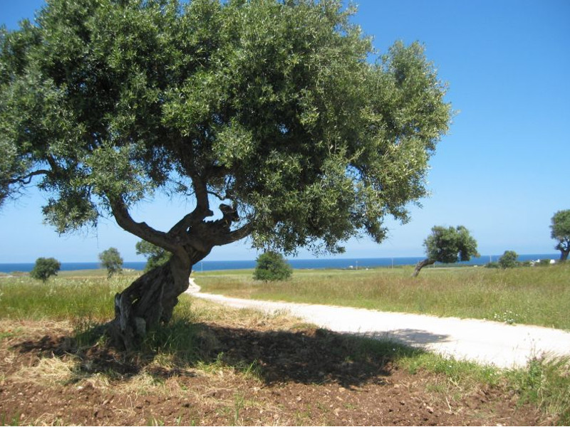 The centuries-old olive groves