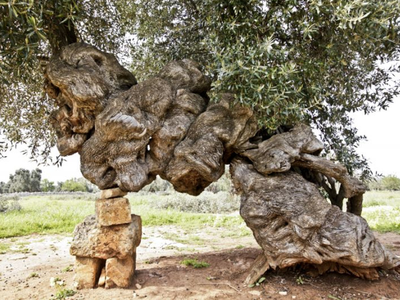 Oil from the monumental olive trees of the Salento's variety called Ogliarola