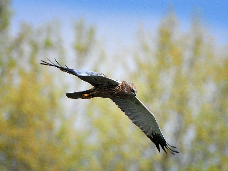 Falco di palude