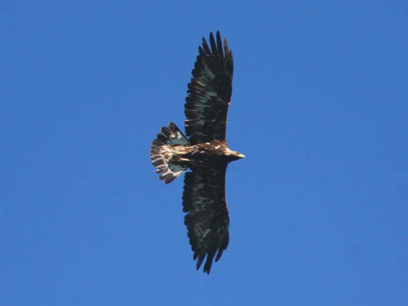 Female golden eagle in flight