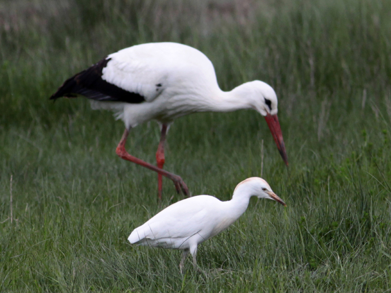 White stork and cattle egret