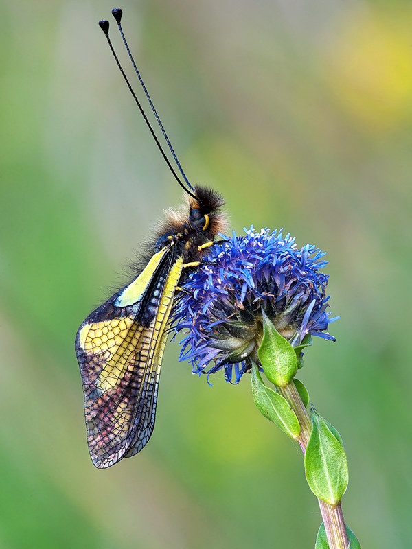 (28110)Libelloides coccajus al Giardino delle Farfalle