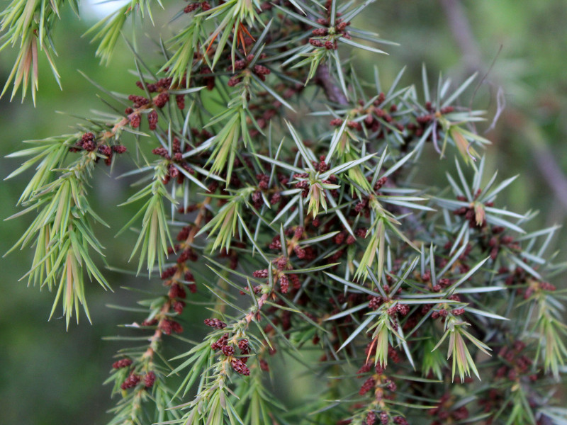 Fiori maschili di Juniperus communis