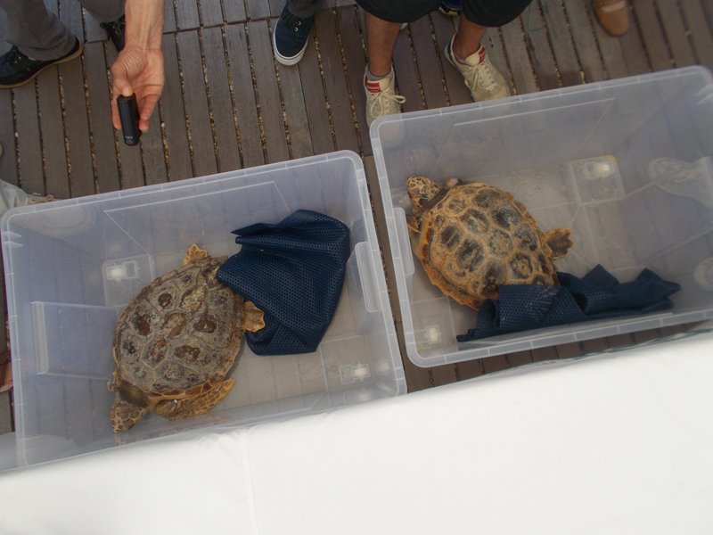 Rilascio di tartarughe marine alle Secche di Tor Paterno: arrivano in porto