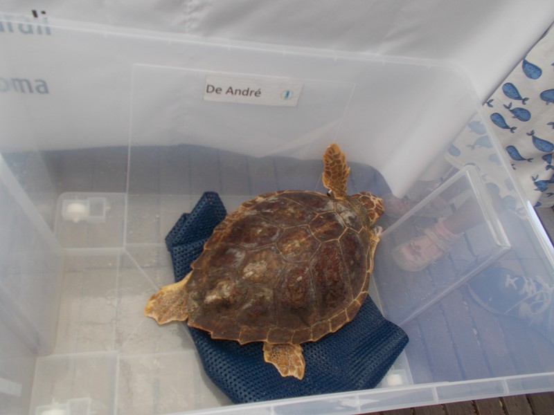Rilascio di tartarughe marine alle Secche di Tor Paterno: De Andre in porto