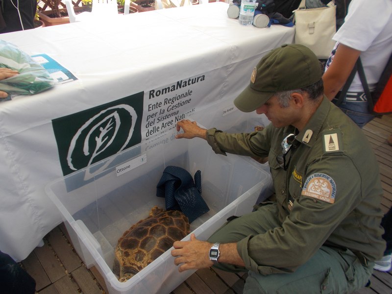 Rilascio di tartarughe marine alle Secche di Tor Paterno: guardiaparco con Ottone