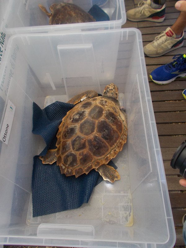 Rilascio di tartarughe marine alle Secche di Tor Paterno: Ottone in porto
