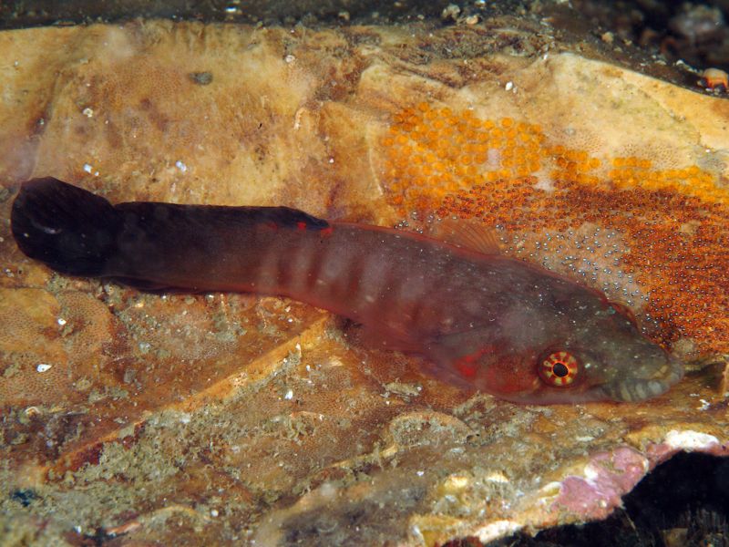 Shore clingfish with eggs