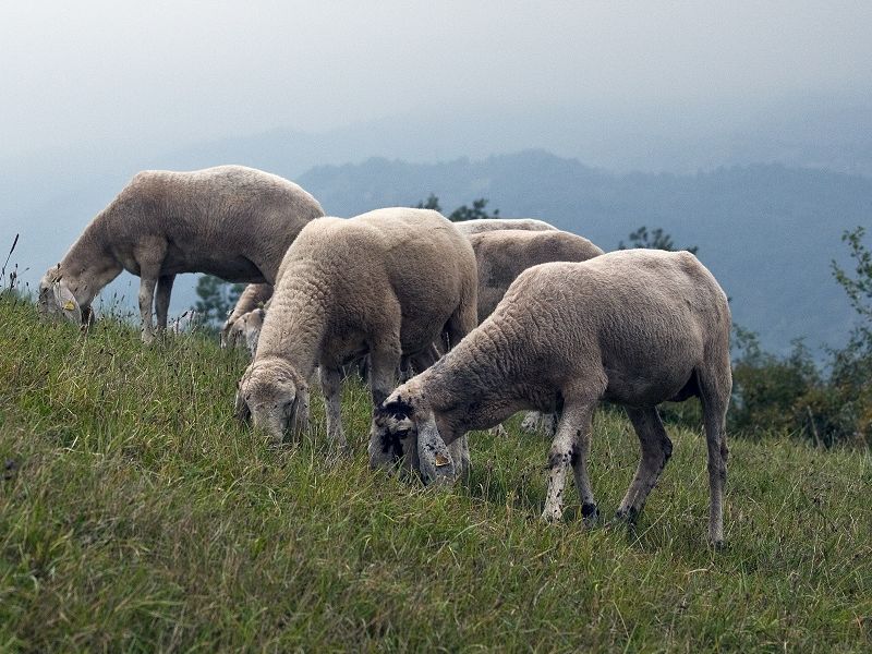 Pecore cornigliesi al pascolo