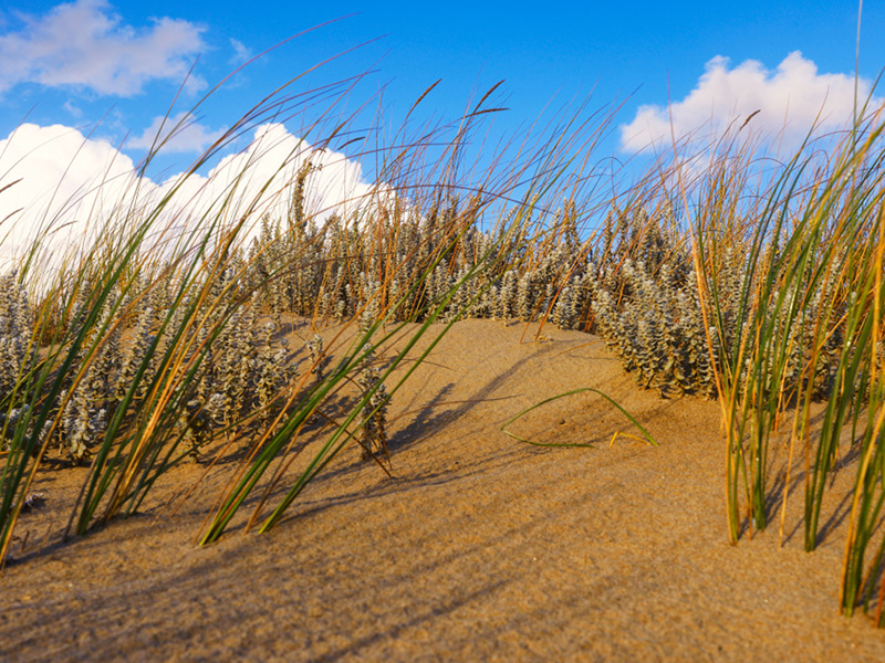 Végétation halophile sur la dune