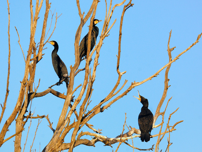 Cormorants on perches