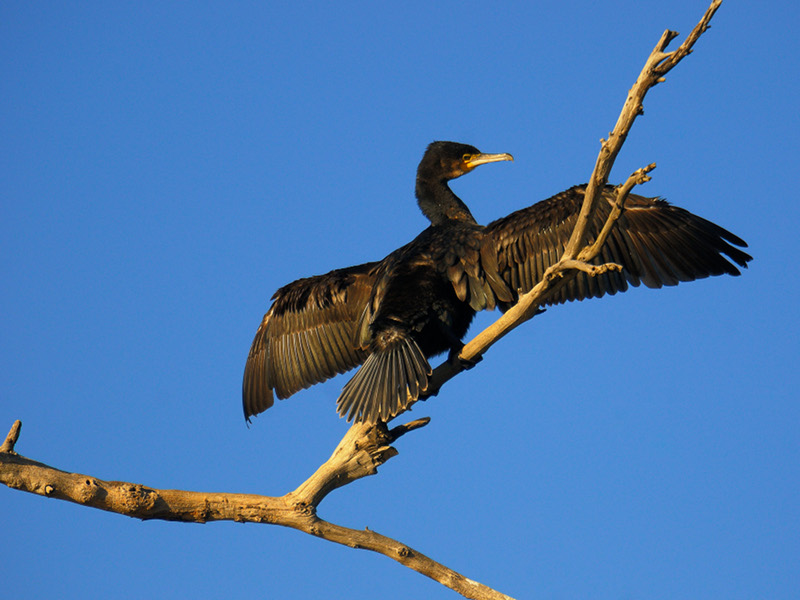Cormorant while it dries its wings in the sun