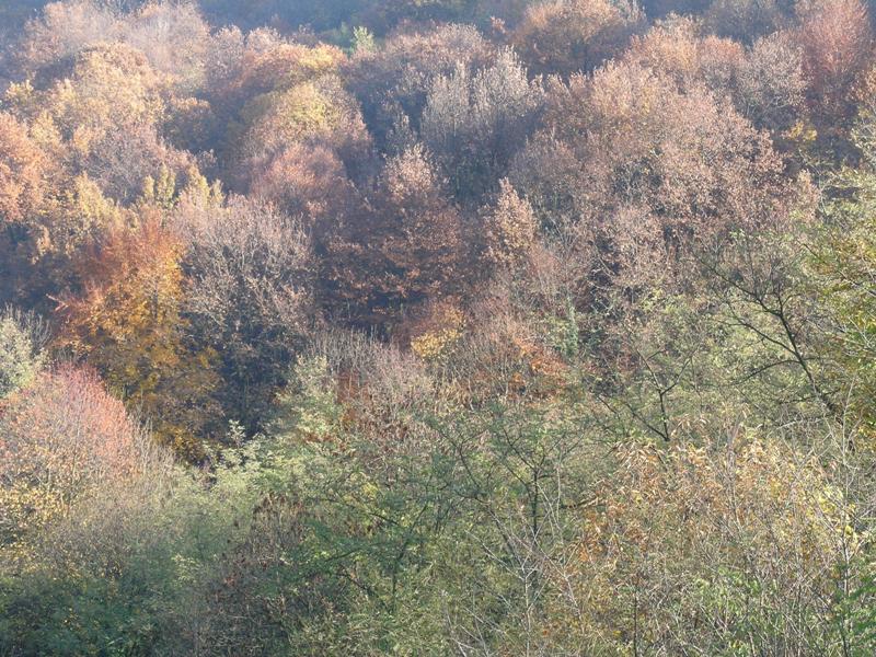 Bosco del Vaj in autunno