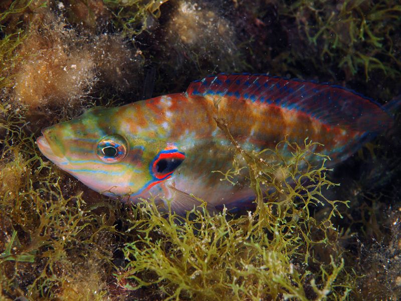 Ocellated wrasse