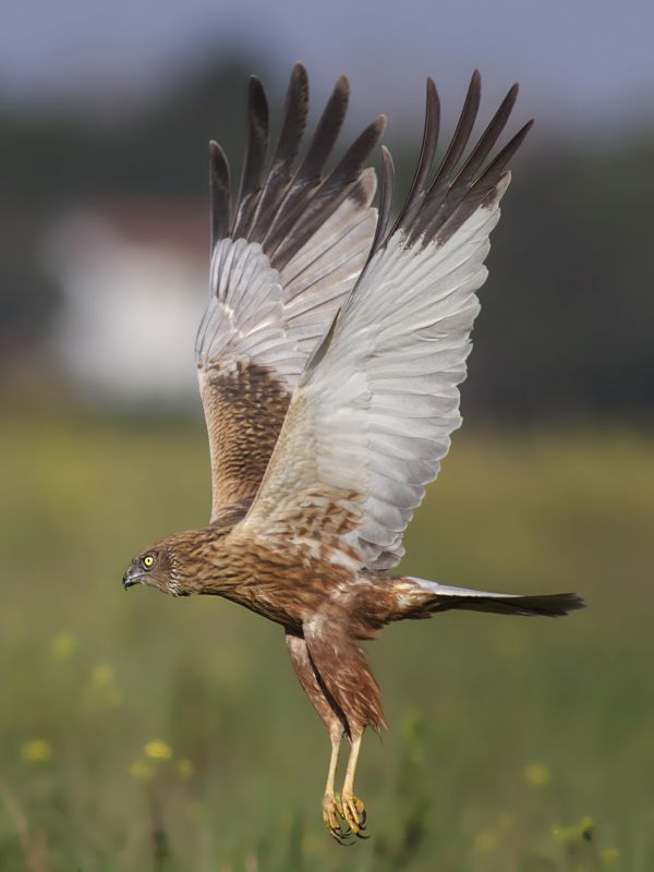 Falco di Palude