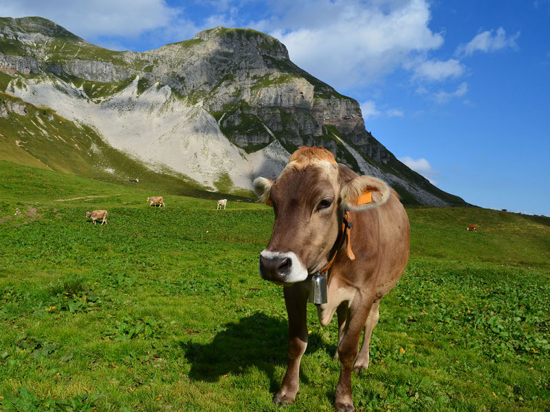 Vette Grandi, grazing cows
